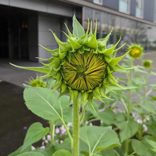 黄色の花びらが見えてきました