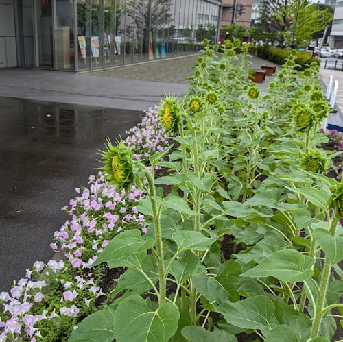 開花間近です！