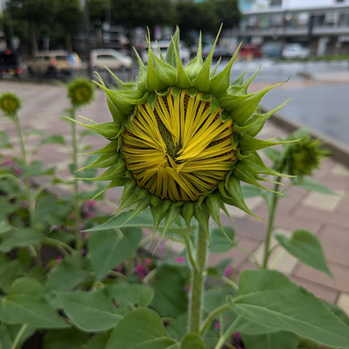 今にも咲きそう