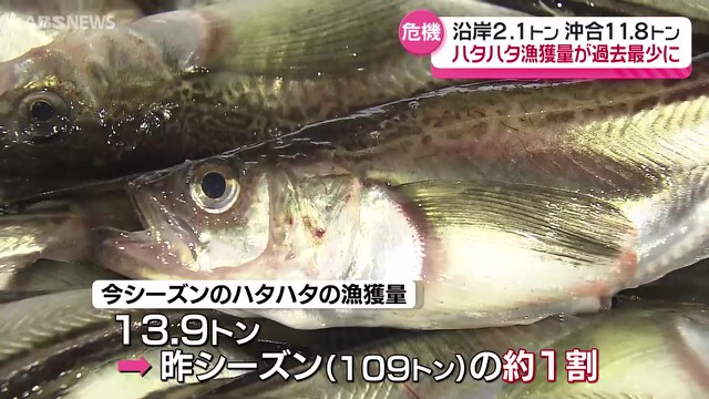         県魚ハタハタの漁が存続の危機…今季の水揚げ量が過去最少に　本隊の接岸もなし　秋田県